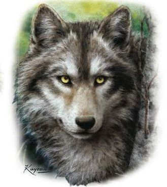 224d Wolf Heat Transfer T Shirt Fabric Iron On Wolves  
