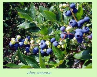   Blueberry   50 Seeds   High Yielding Blue Berries Perennial Plants